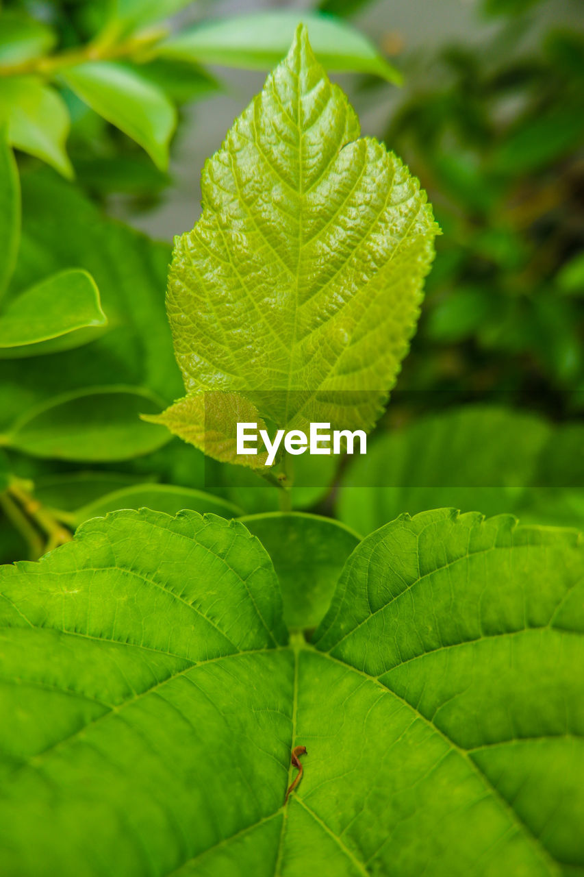 HIGH ANGLE VIEW OF LEAVES