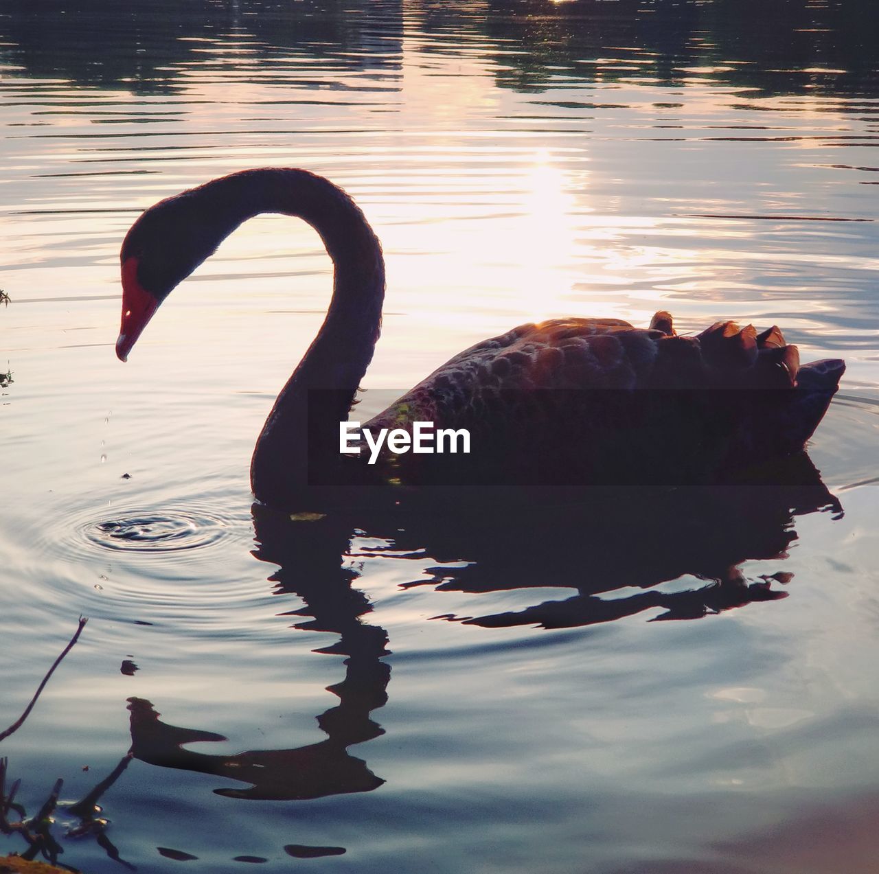 SWANS SWIMMING ON LAKE