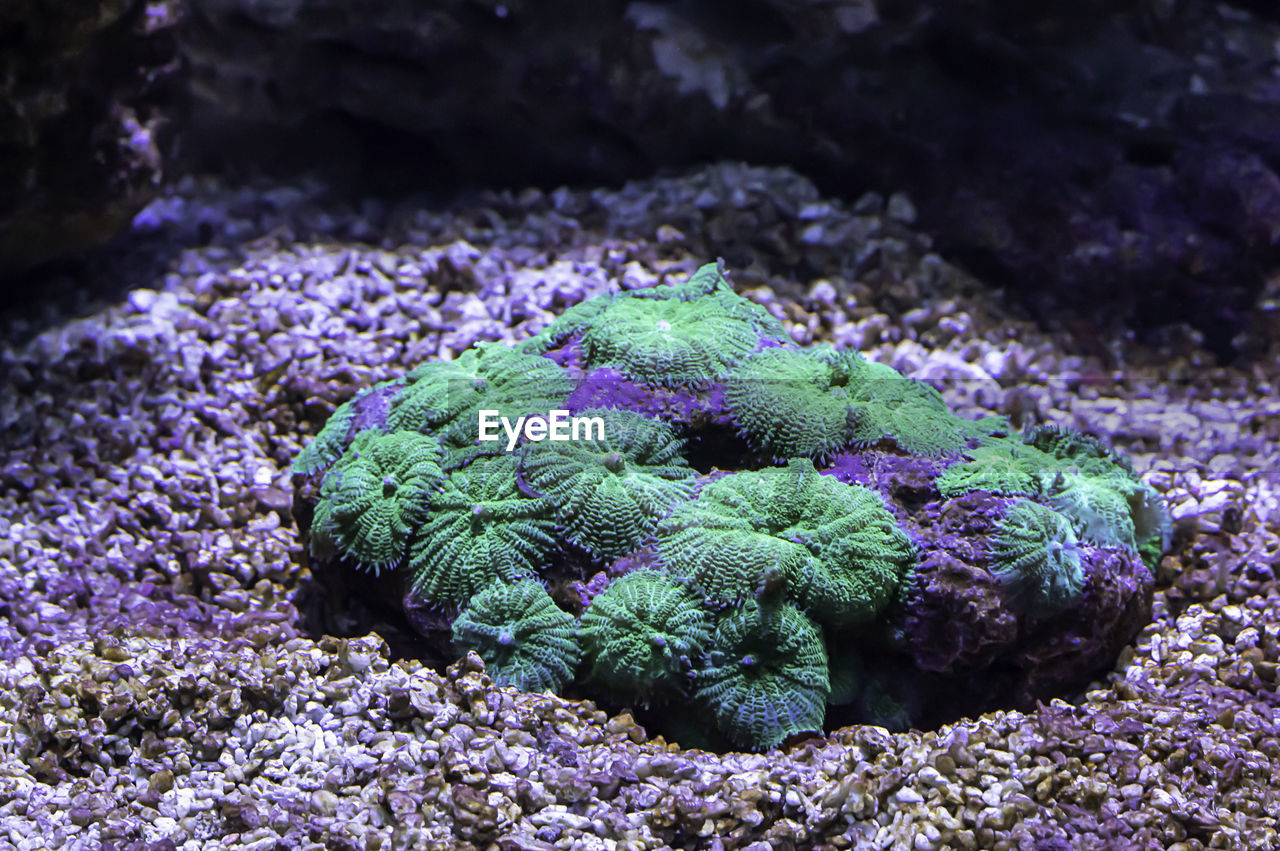 CLOSE-UP OF GREEN CORAL