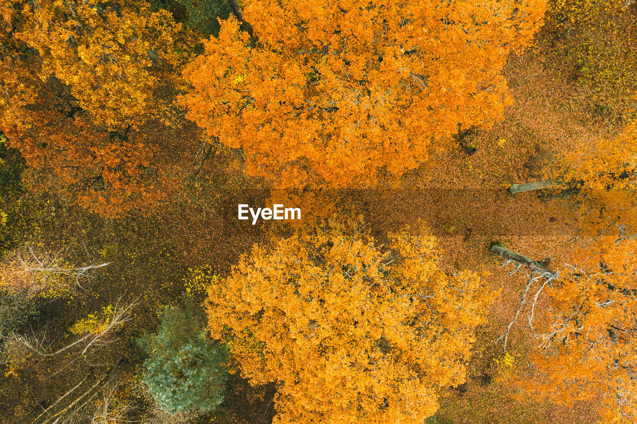  autumn forest aerial drone view.idyllic fall scenery from a birds eye view.