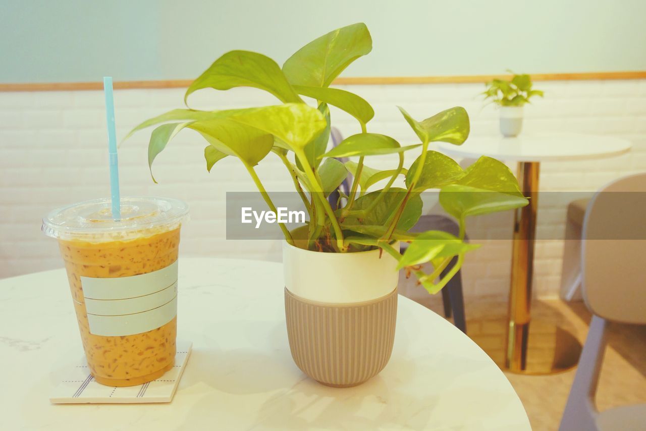 CLOSE-UP OF POTTED PLANT WITH TABLE