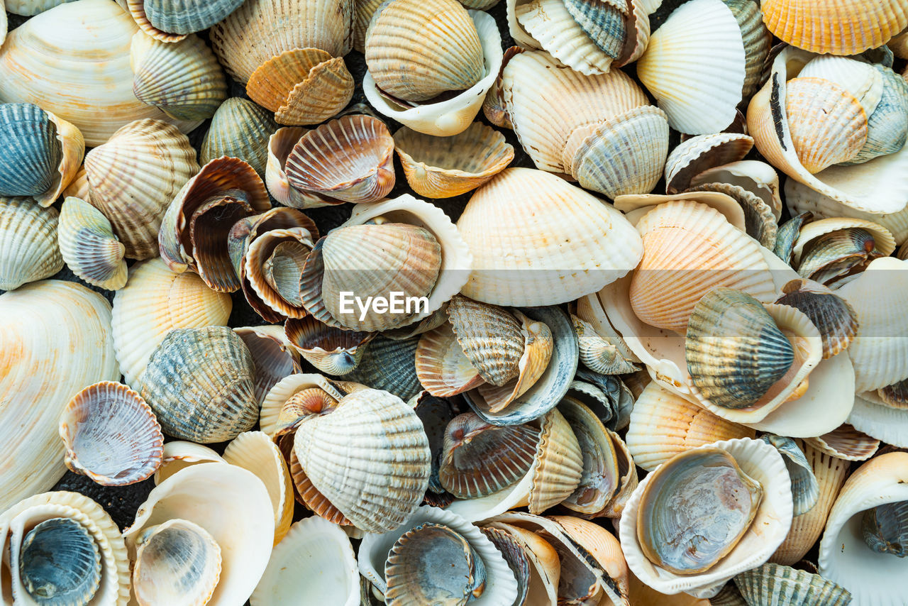 FULL FRAME SHOT OF SHELLS IN THE DARK