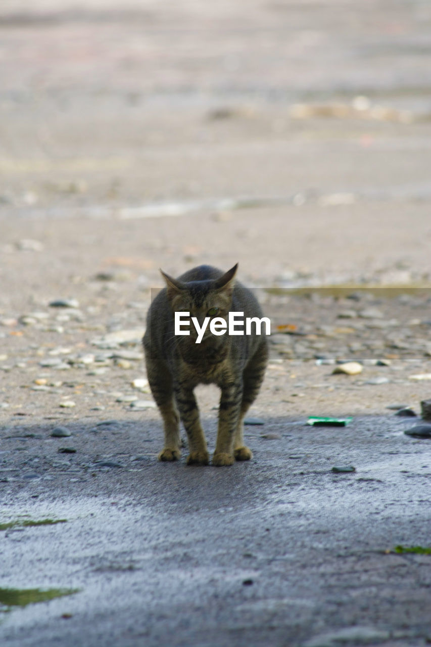 PORTRAIT OF CAT SITTING ON STREET