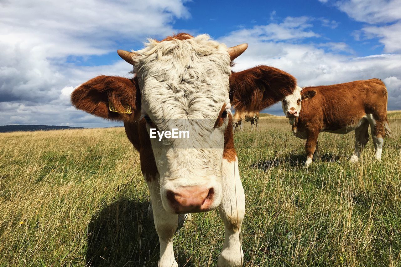 Cows standing on grassy field against sky at selsley