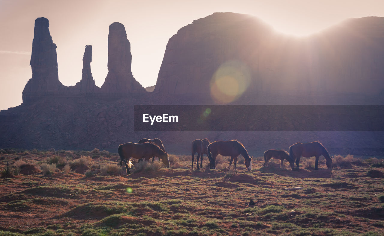 PANORAMIC VIEW OF HORSES ON FIELD