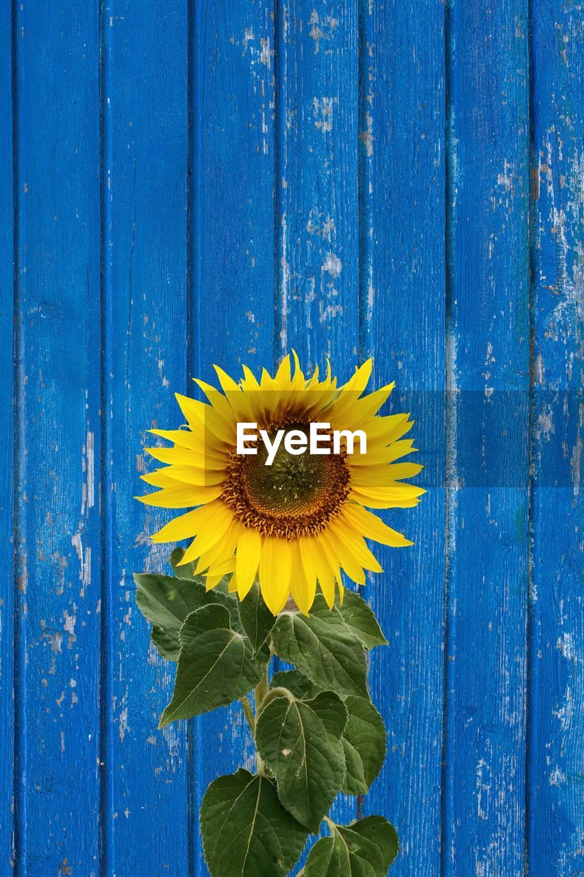 Close-up of yellow flowering plant on wood