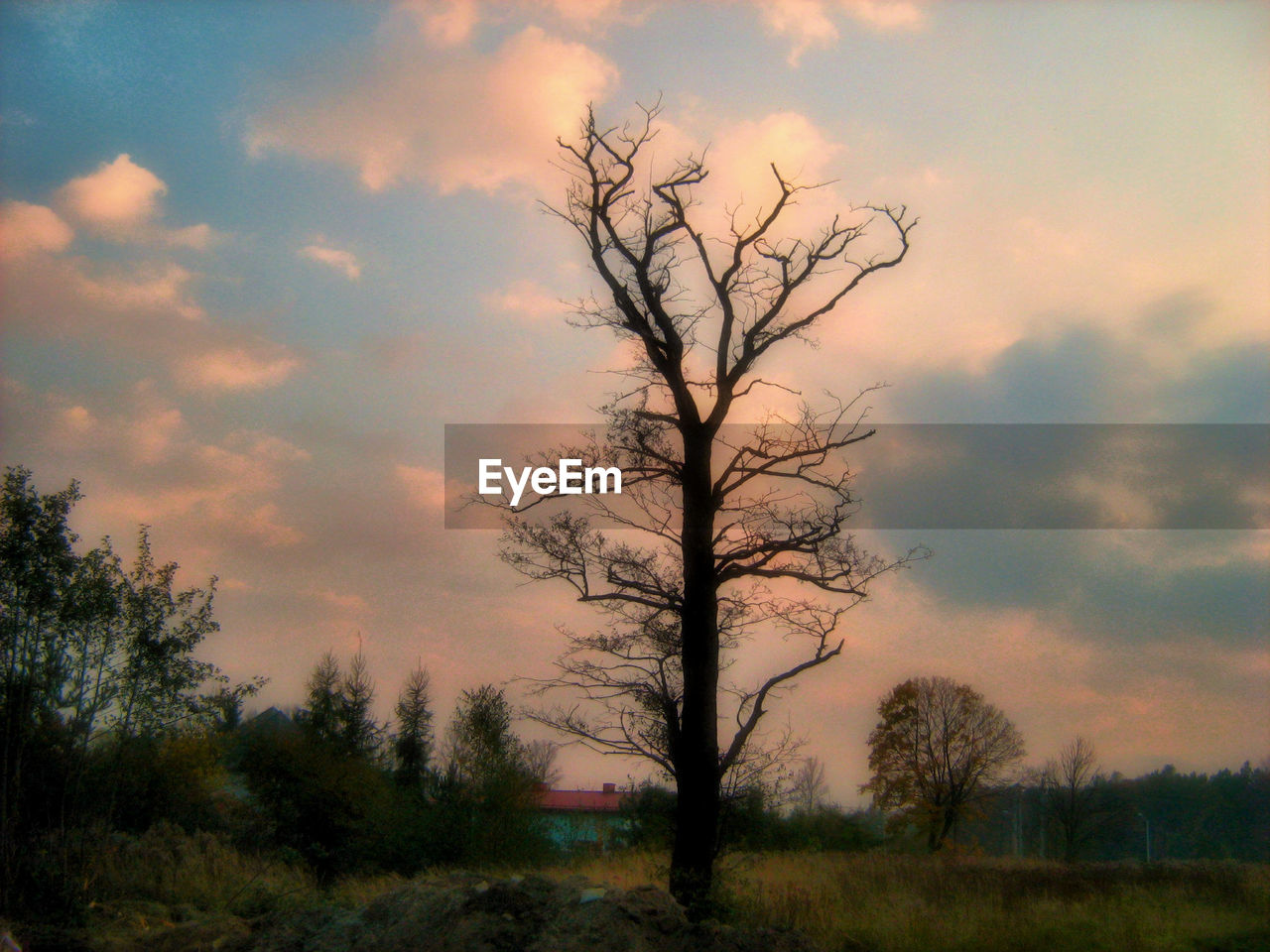 BARE TREE ON LANDSCAPE AGAINST SKY