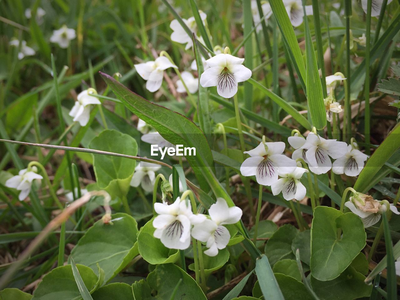 CLOSE-UP OF WHITE FLOWERS BLOOMING