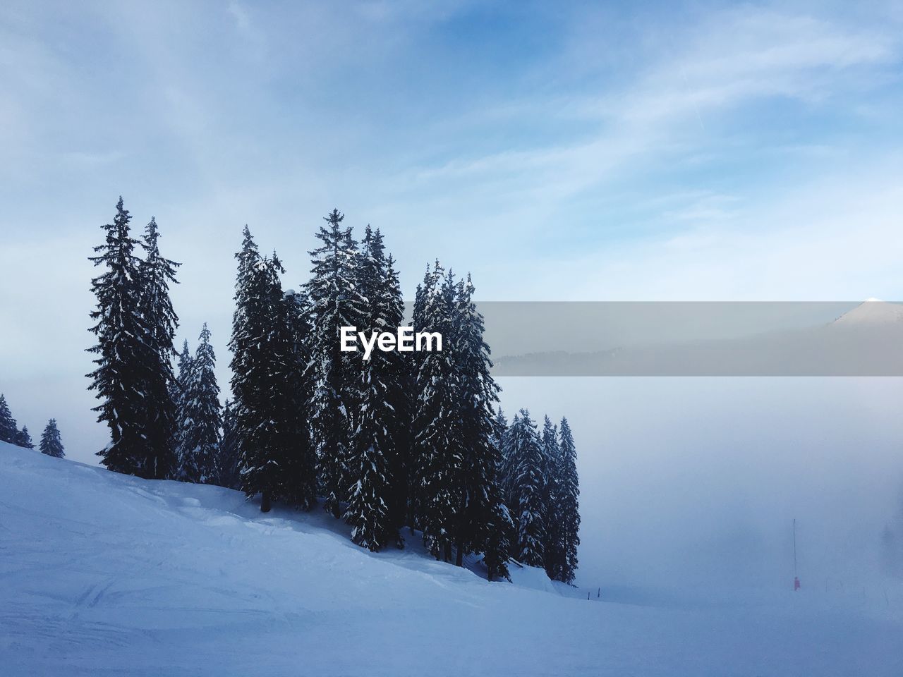 Pine trees on snow covered land against sky