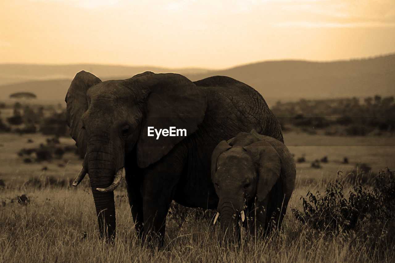 Family elephants portrait