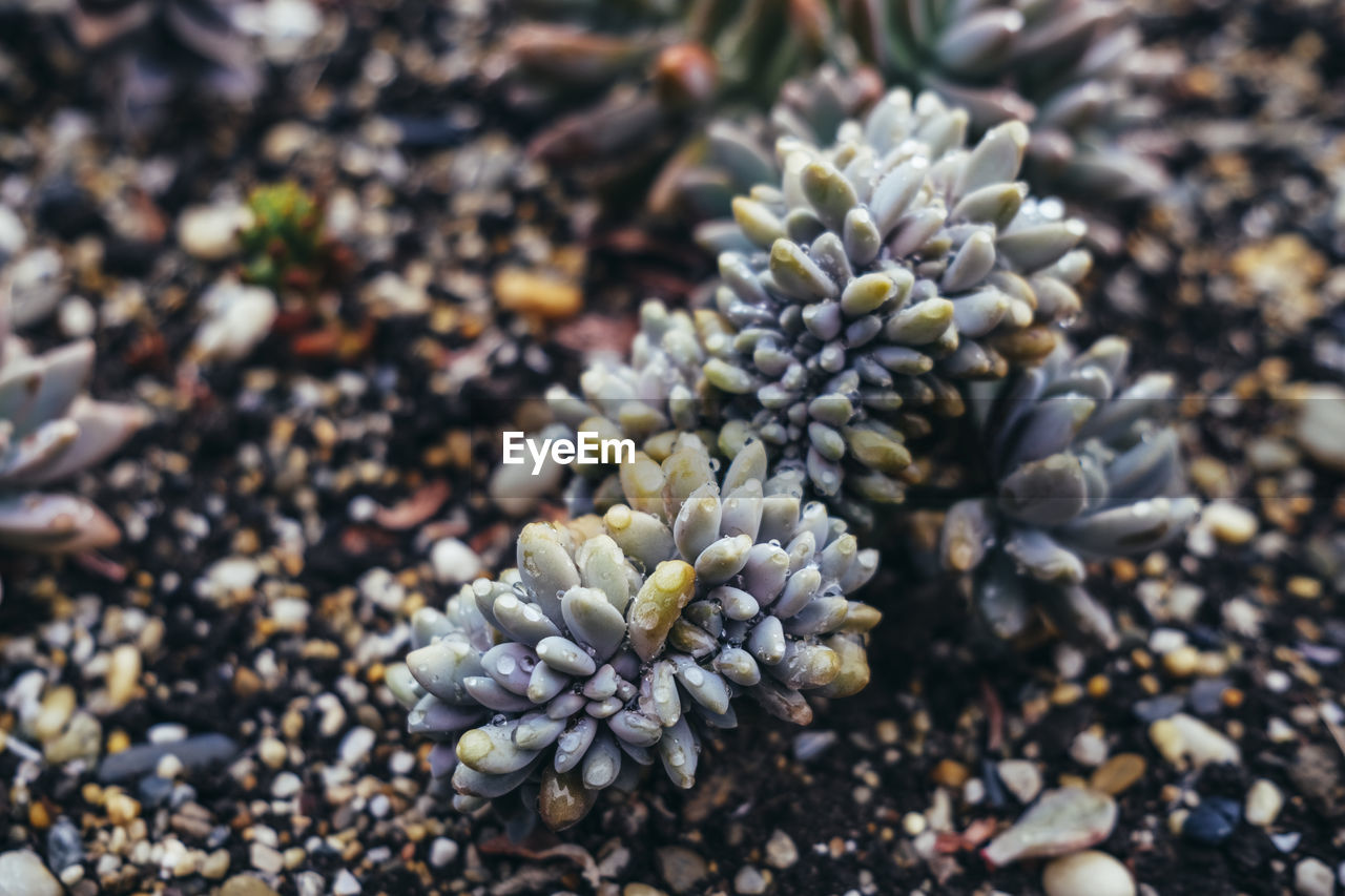 nature, leaf, plant, no people, tree, growth, close-up, macro photography, beauty in nature, day, flower, land, food, food and drink, freshness, focus on foreground, outdoors, high angle view, soil, selective focus, sunlight