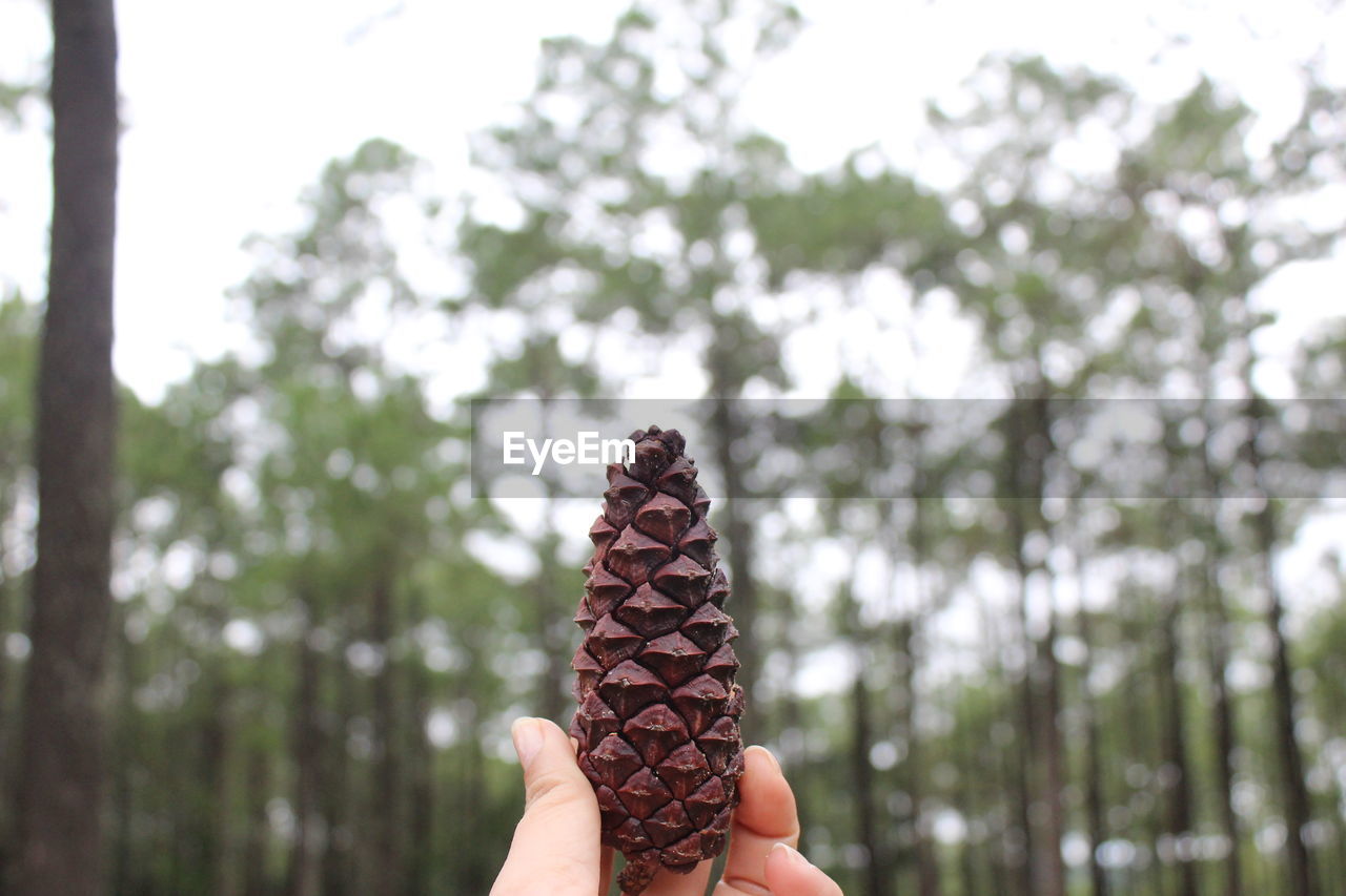 Cropped hand holding pine cone against trees