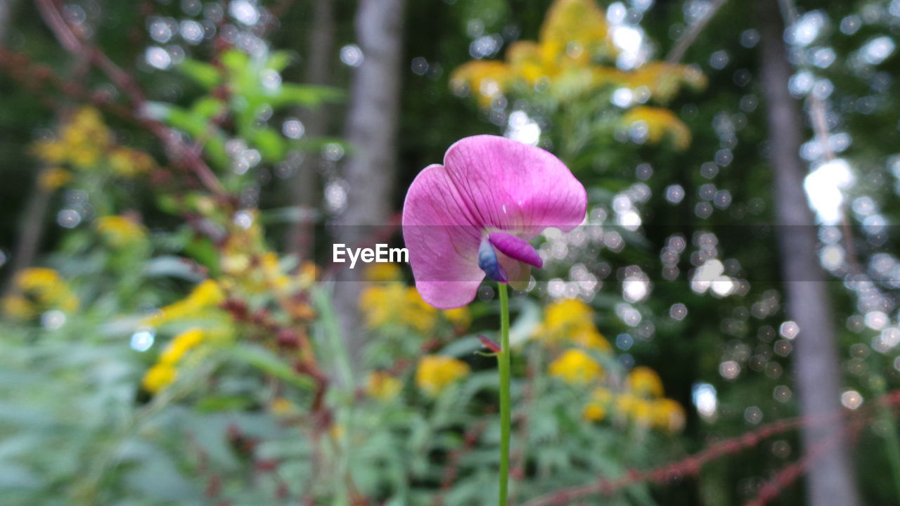 Close-up of pink flowers