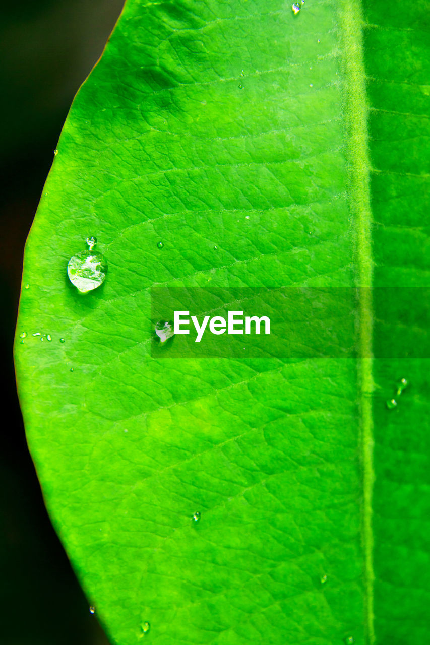 CLOSE-UP OF WET GREEN LEAF