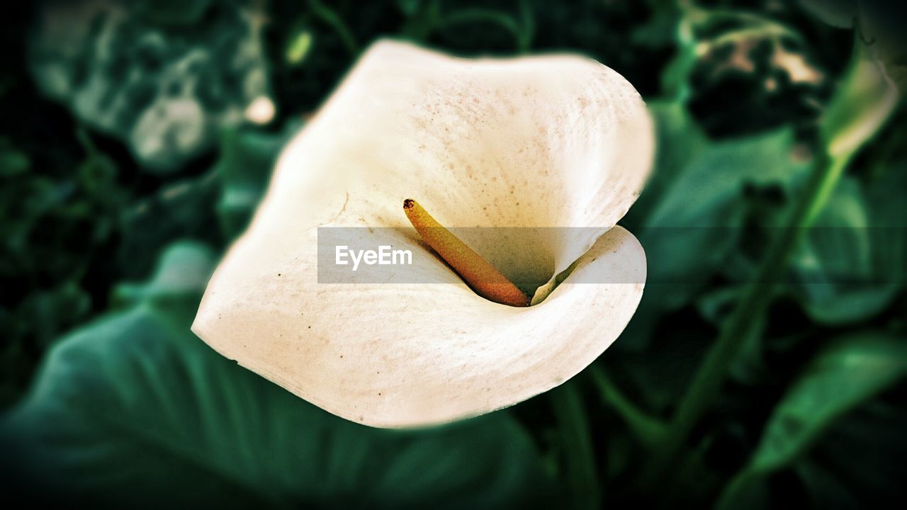 Close-up of white flower