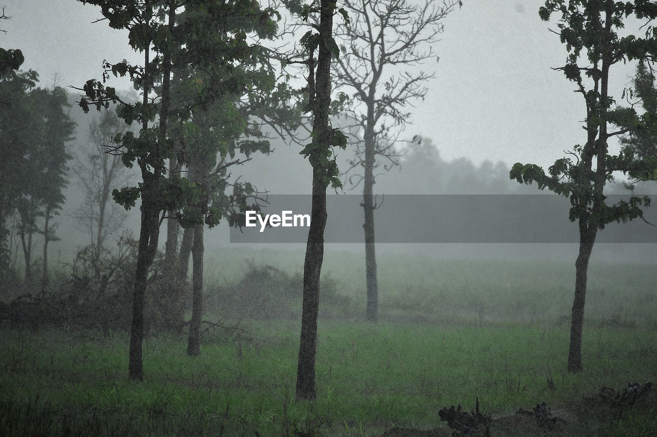 TREES GROWING ON FIELD IN FOGGY WEATHER