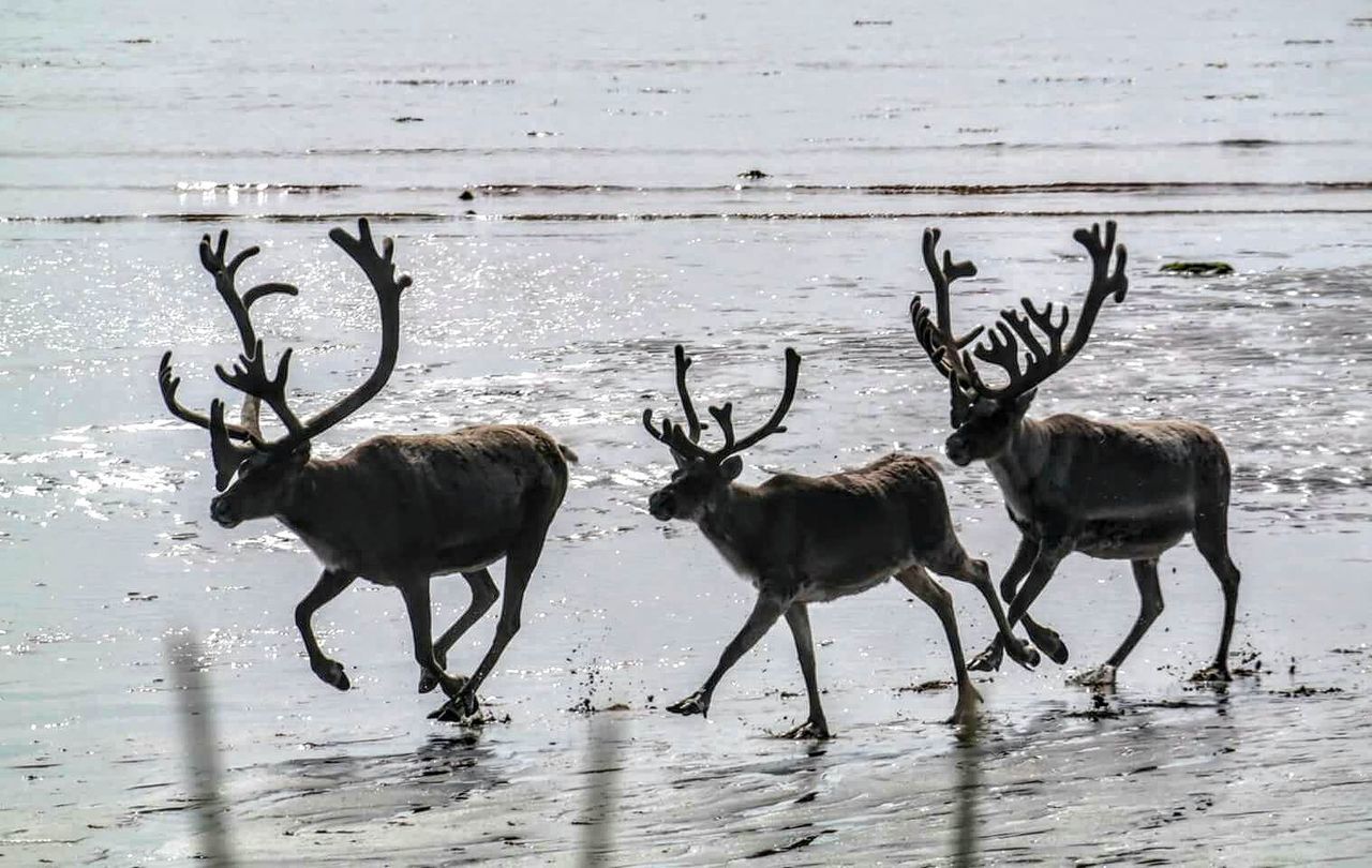 Stags in water