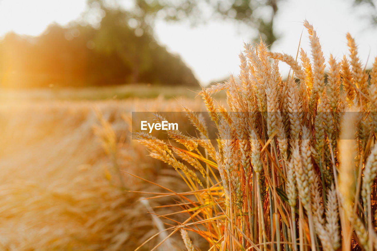 CLOSE-UP OF WHEAT GROWING IN FIELD