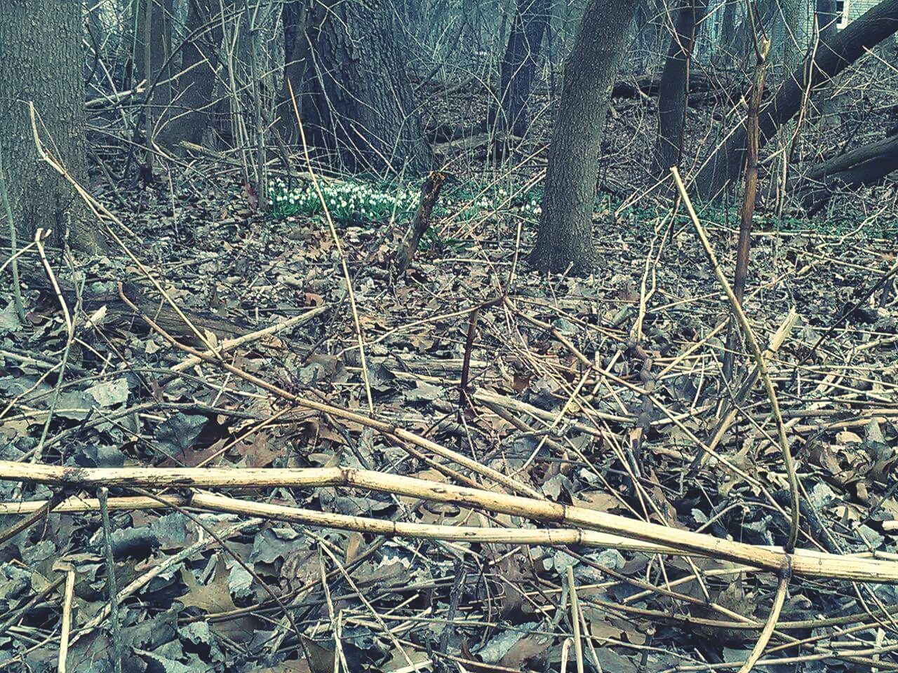 Dried plants amidst trees in forest