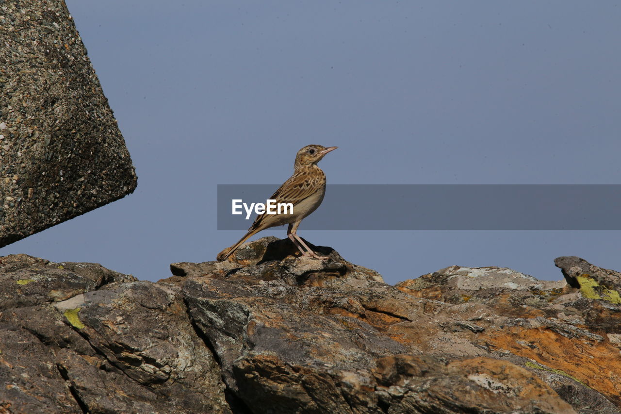 low angle view of bird perching on rock against clear sky