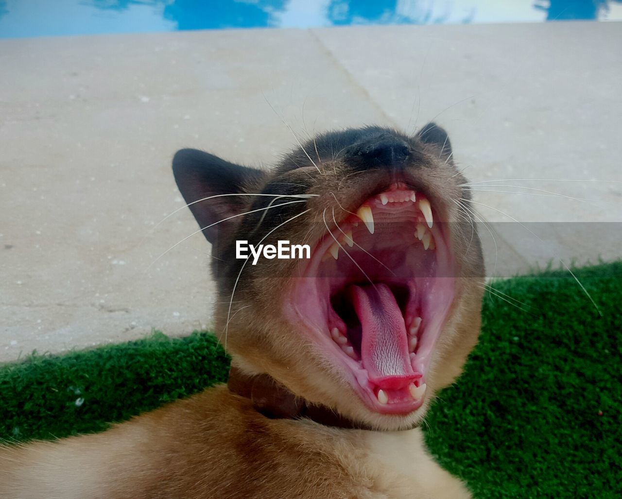 CLOSE-UP OF CAT YAWNING WHILE GRASS