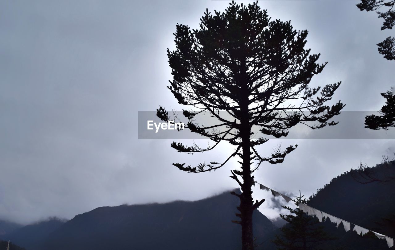 Low angle view of tree against sky