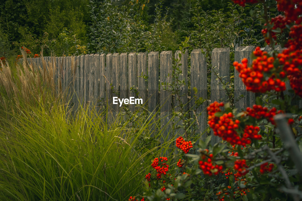 VIEW OF RED FLOWERING PLANTS ON FENCE