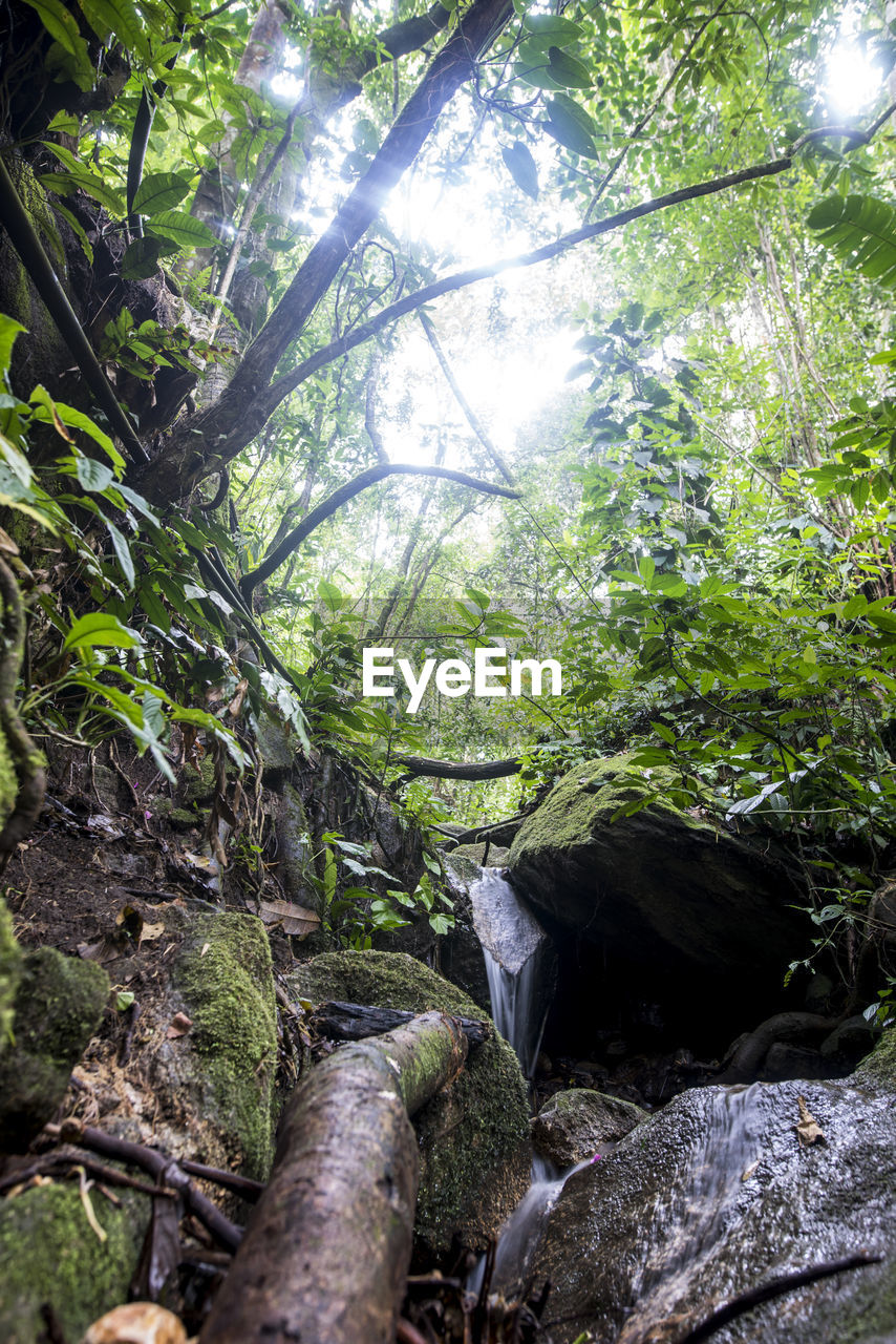 Low angle view of trees in forest