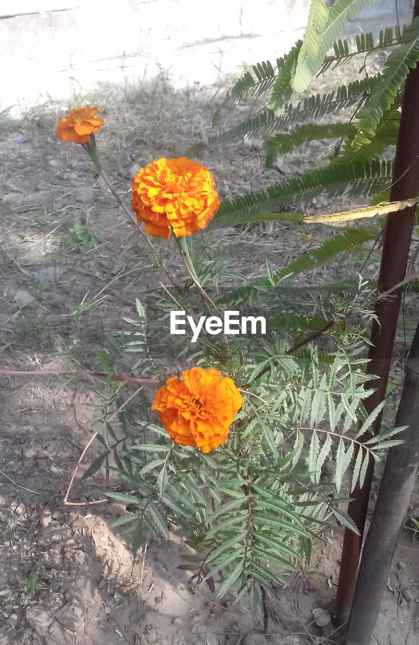 CLOSE-UP OF YELLOW FLOWERING PLANTS