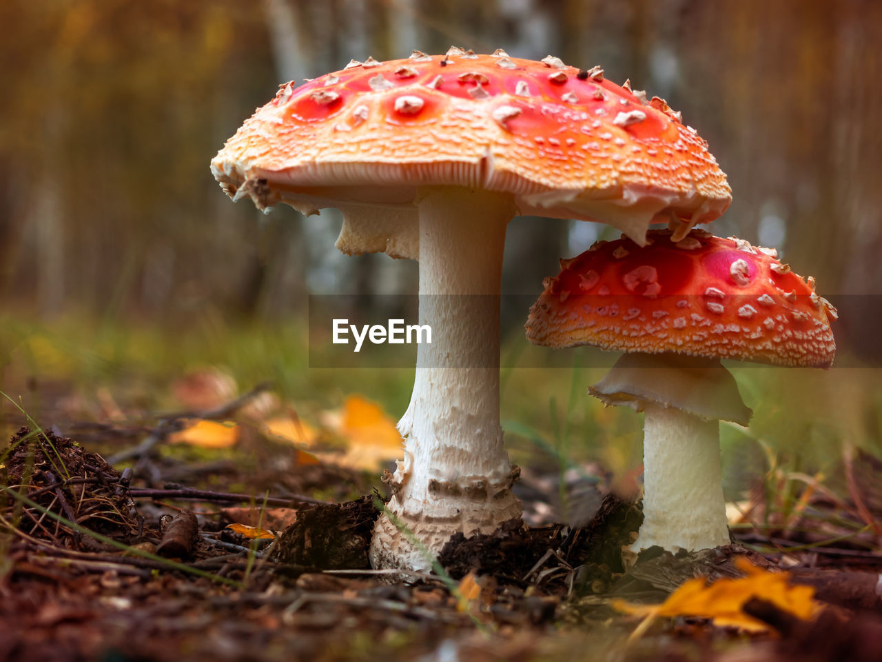 Close-up of fly agaric mushroom on field