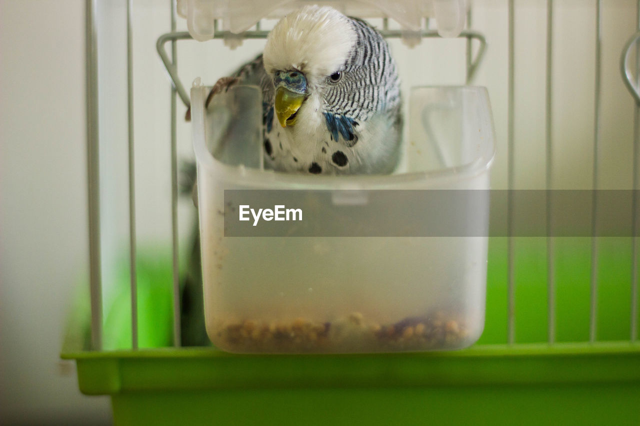 Close-up of bird in drinking glass