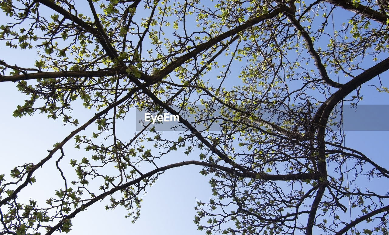 LOW ANGLE VIEW OF TREE AGAINST SKY