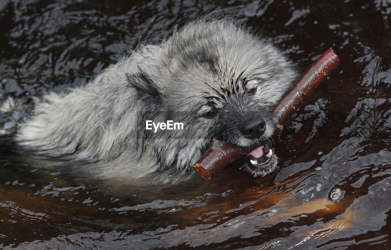 Wet hairy dog carrying stick in mouth on river