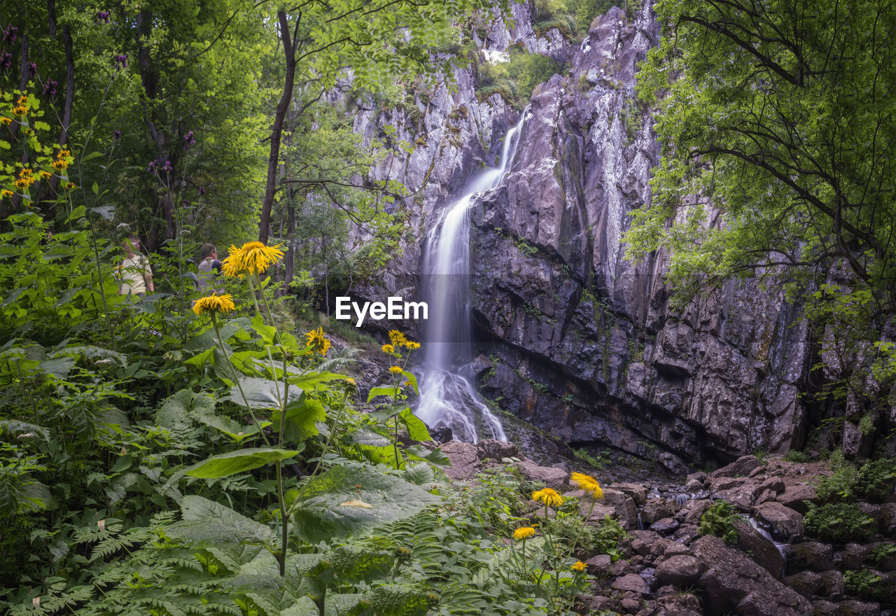 SCENIC VIEW OF WATERFALL