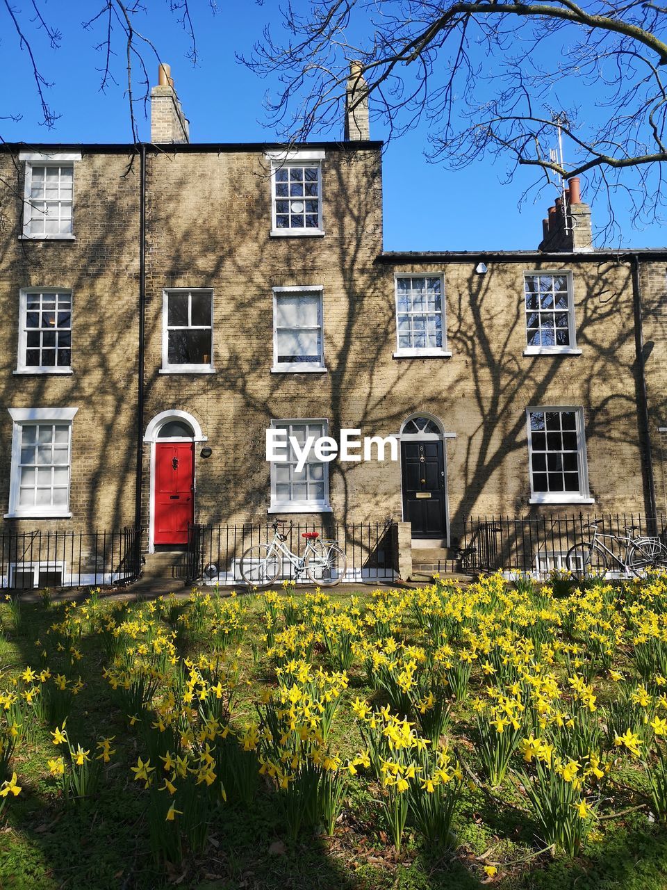 Sunny spring day view of houses with daffodils in the foreground in cambridge uk