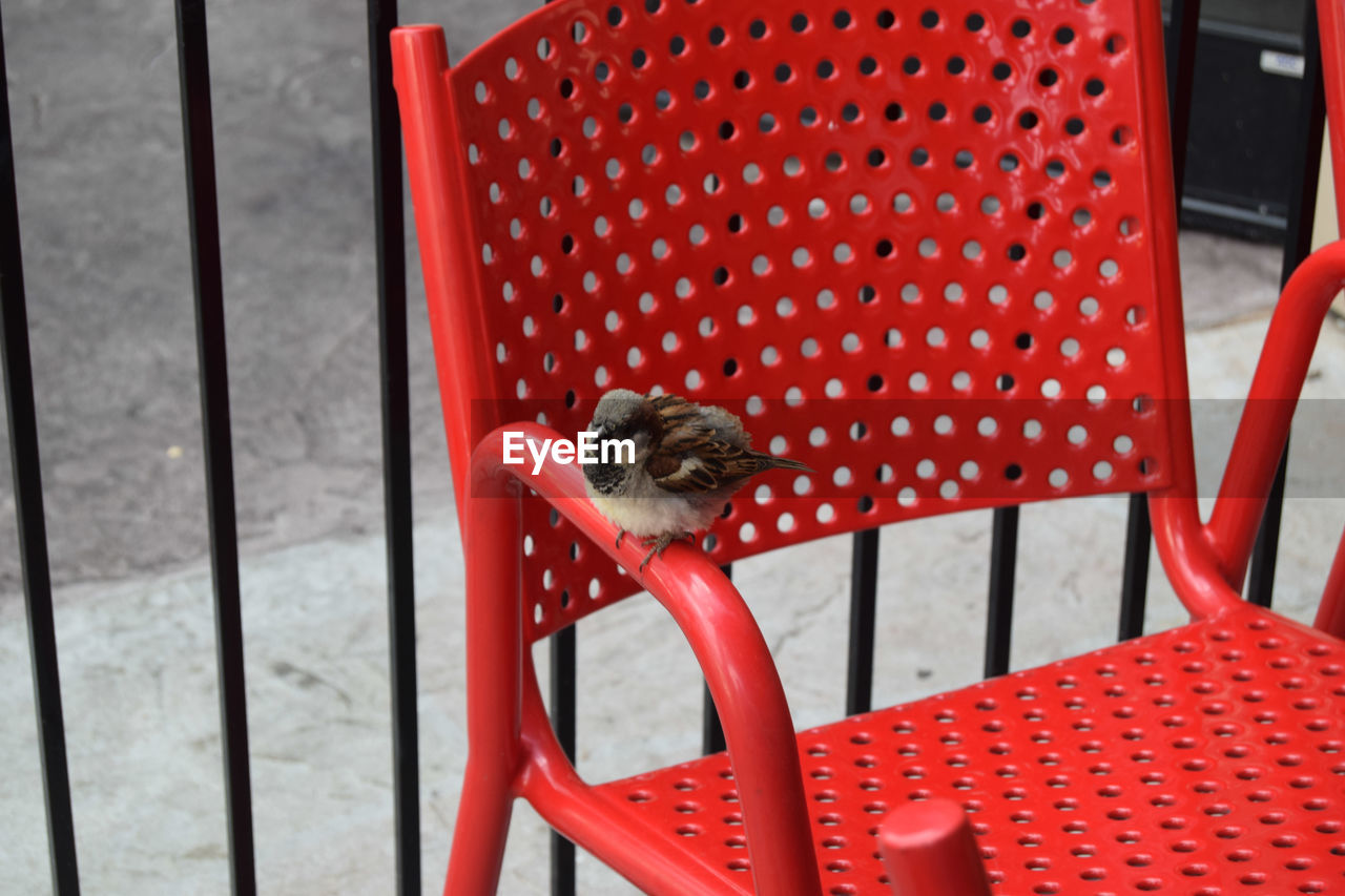 Sparrow perching on red chair
