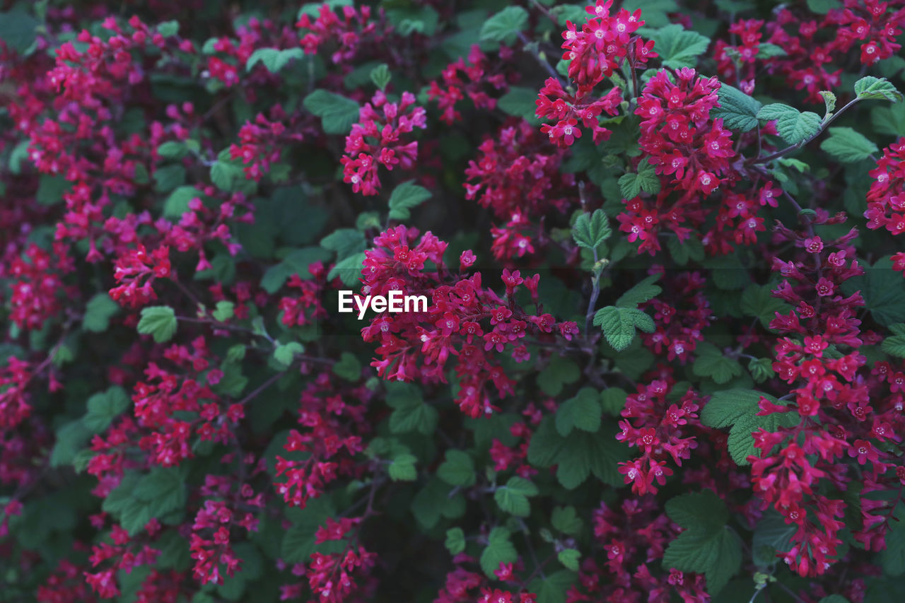 Close-up of pink flowering plants in park