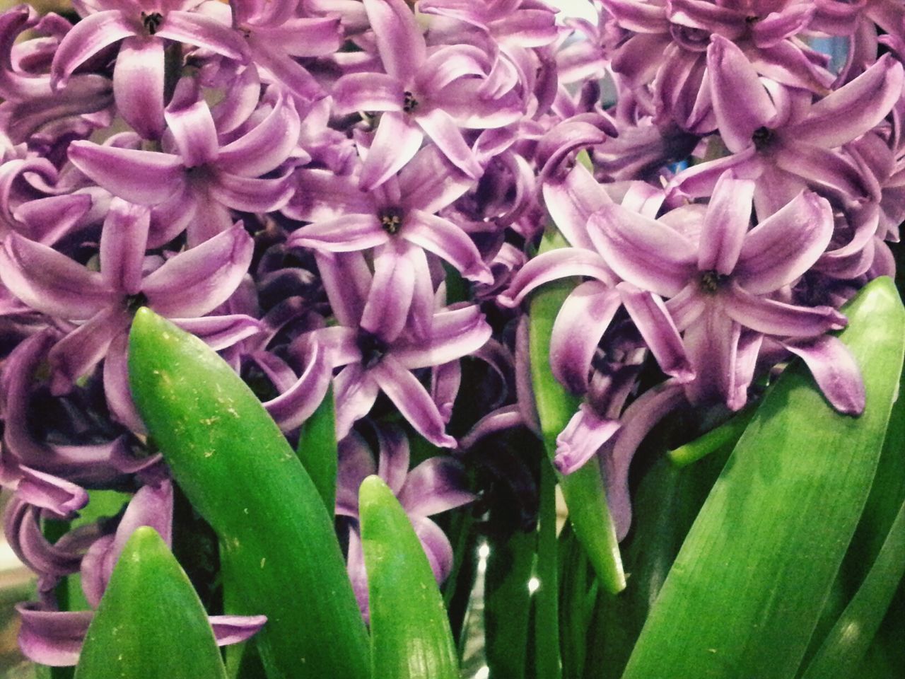 FULL FRAME SHOT OF PINK FLOWERS