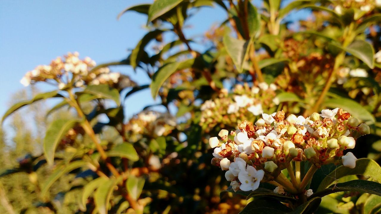 Close-up of pink flowers