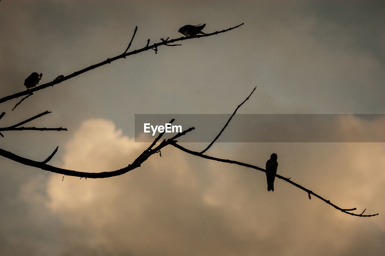 SILHOUETTE OF BIRDS PERCHING ON A TREE