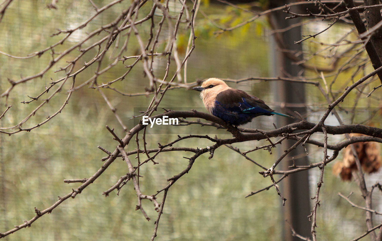 BIRD PERCHING ON BARE TREE BRANCH