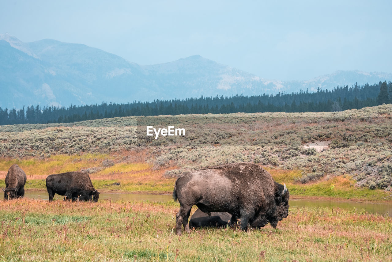 A herd of bison moves quickly along the firehole river in yellowstone national park