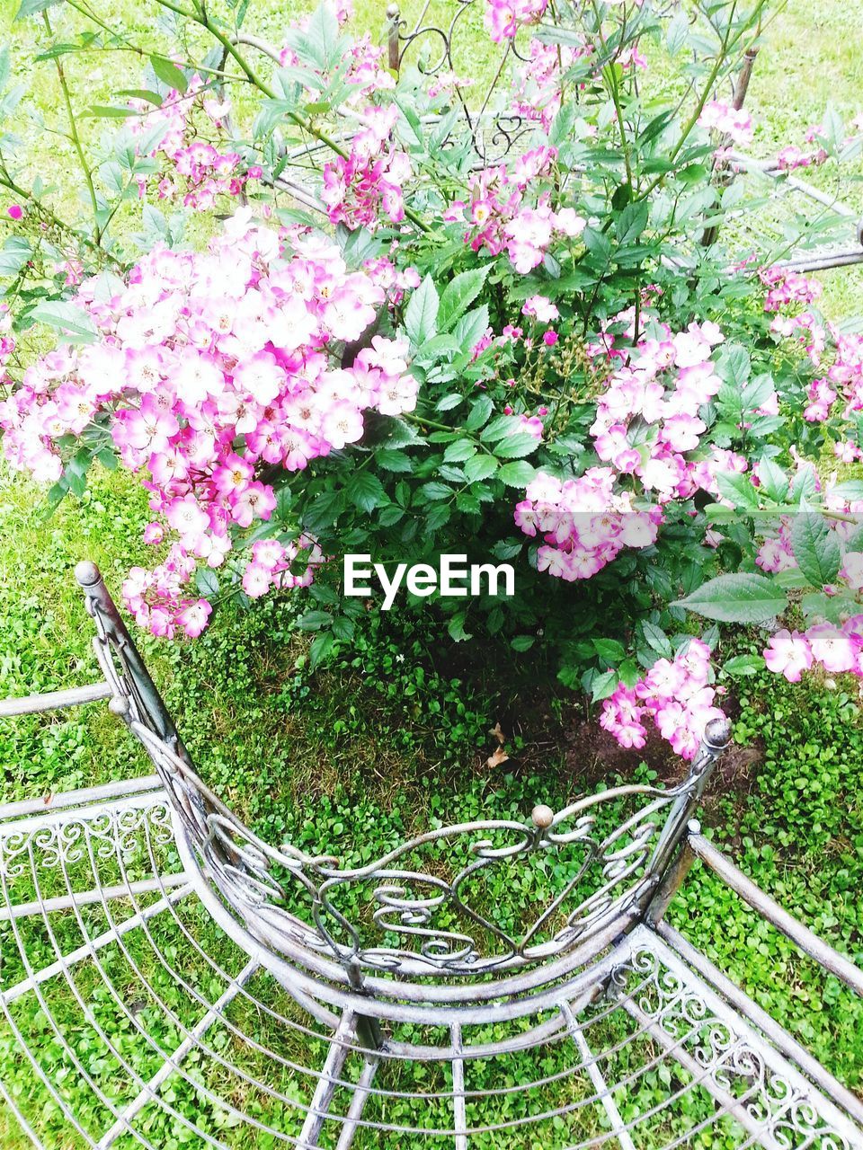 High angle view of pink flowers blooming on field