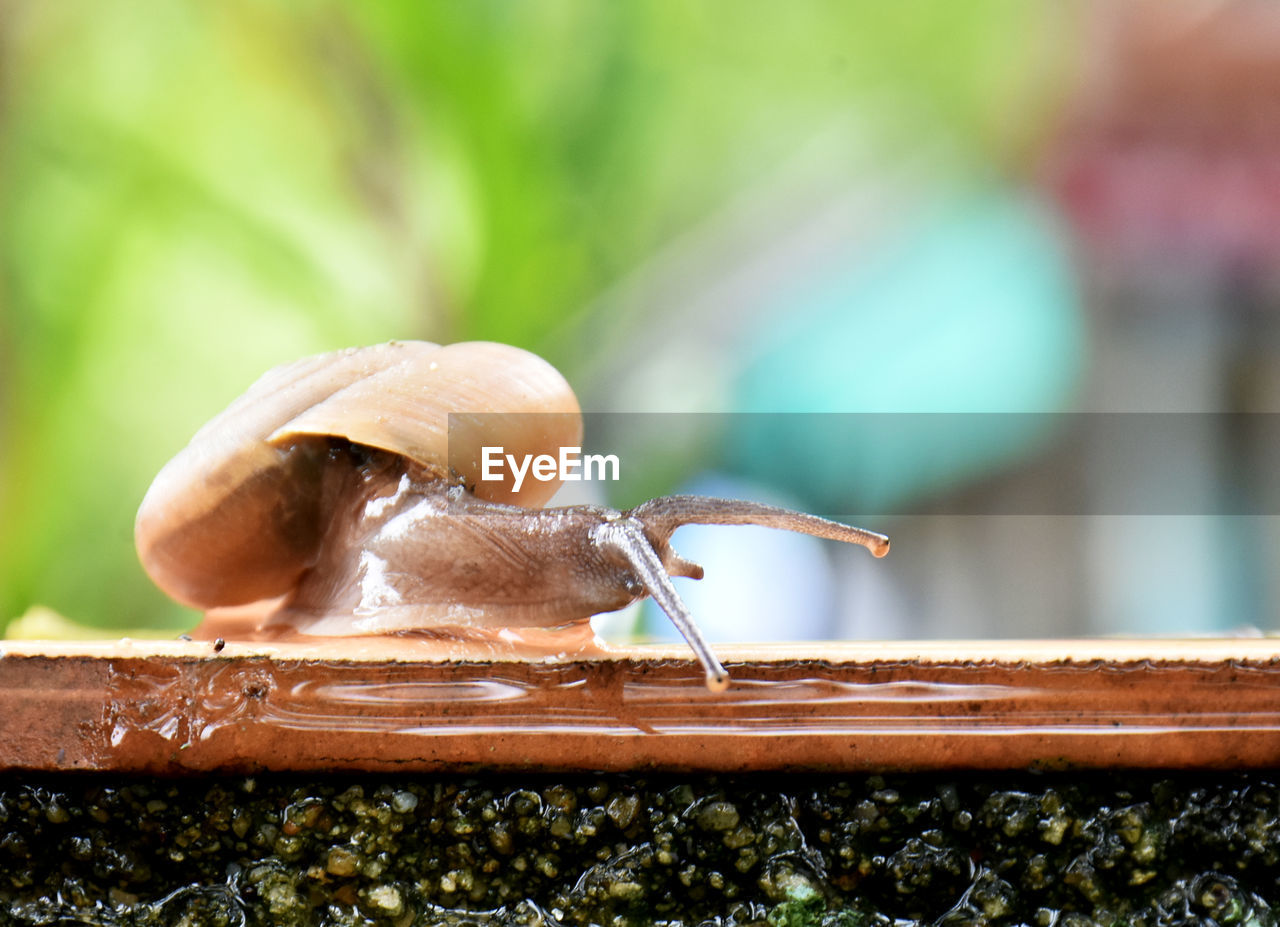 CLOSE-UP OF SNAILS