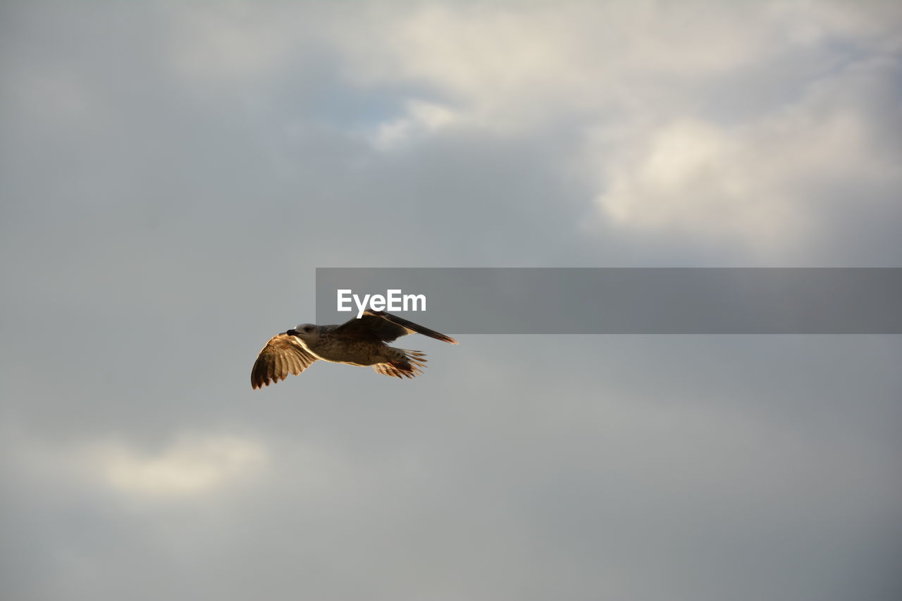 Low angle view of eagle flying against sky