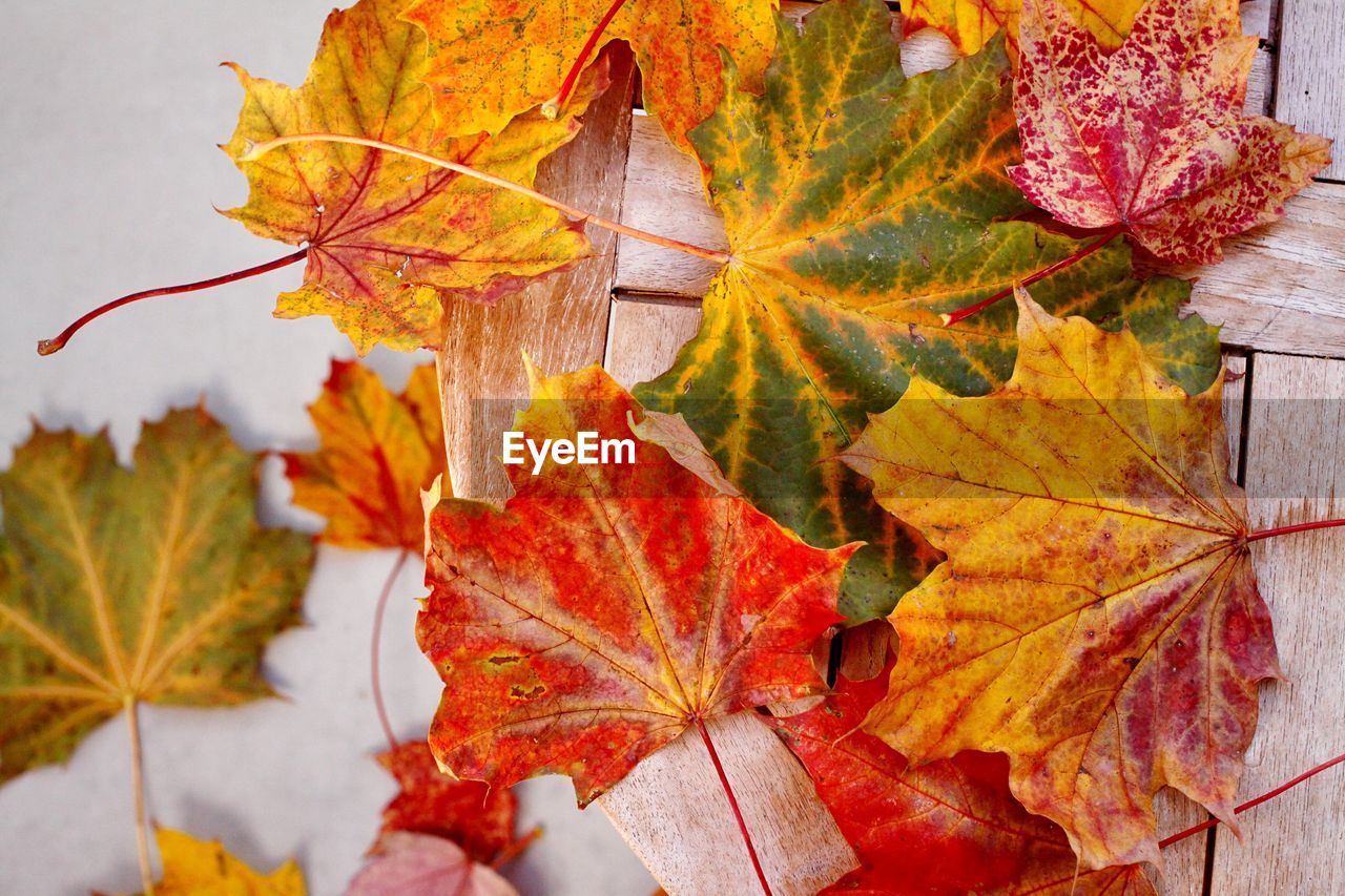 CLOSE-UP OF MAPLE LEAVES