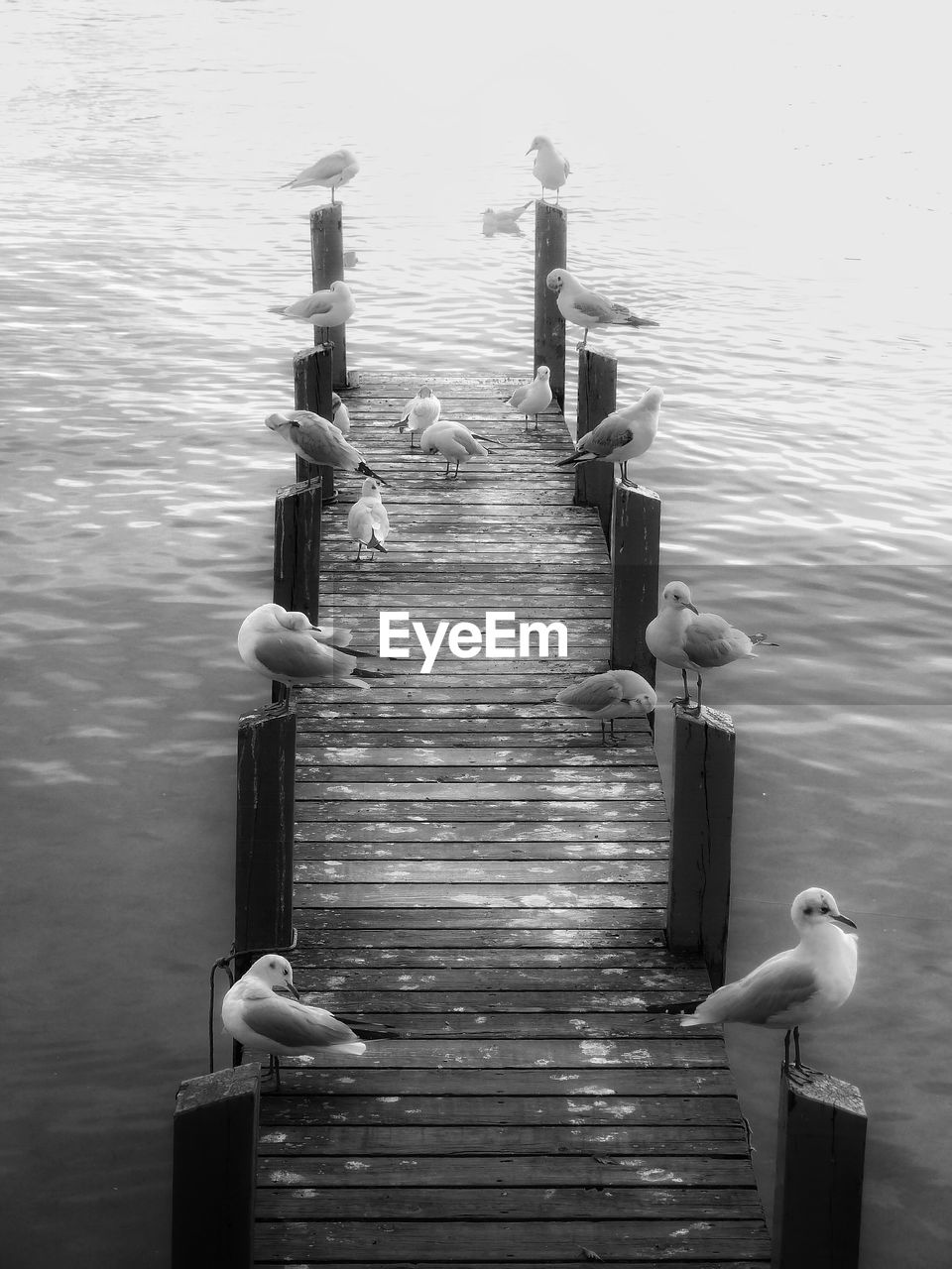 Seagull perching on wooden post in lake
