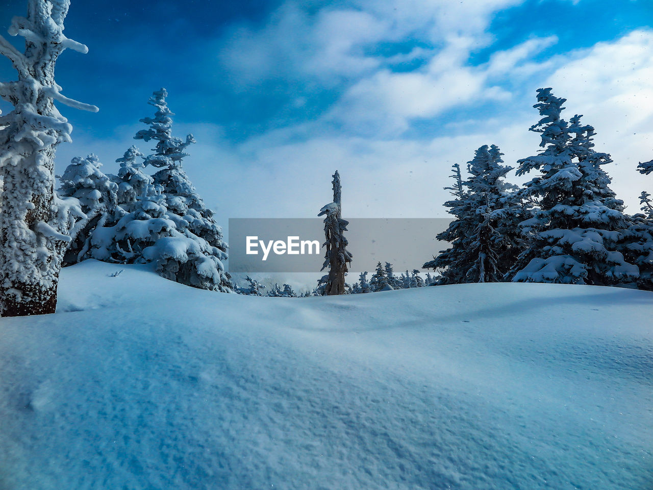 Trees on snow covered field against sky