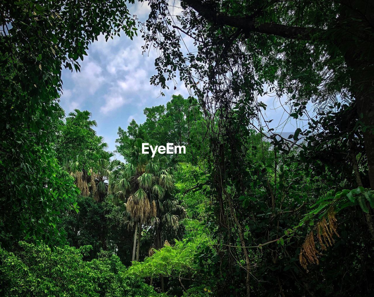 LOW ANGLE VIEW OF TREES GROWING IN FOREST AGAINST SKY