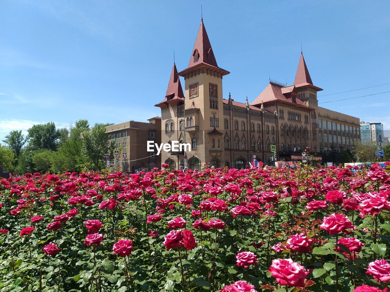 LOW ANGLE VIEW OF PINK FLOWERING PLANT AGAINST BUILDING